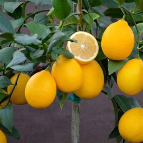 Improved meyer lemon. Things To Know About Improved meyer lemon. 